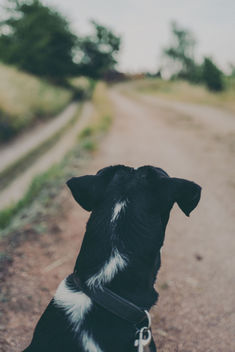 Should i stay or should i go? - Free image #446745